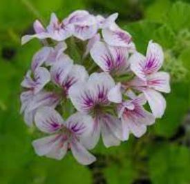 Pelargonium Species, Austral Storks Bill, Ivy Geranium