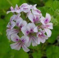 Pelargonium Species, Austral Stork's Bill, Ivy Geranium