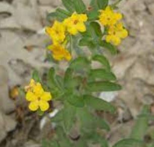 Lithospermum Species, Gromwell, Hoary Puccoon, Indian Paint, Yellow Puccoon