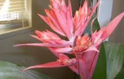 Aechmea Bromeliad, Urn Plant Starbrite
