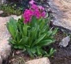 Primula Species, Parrys Primrose