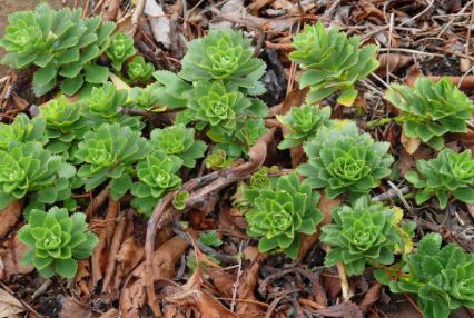 Phedimus, Creeping Sedum, Stonecrop Takeshima-kirinsho