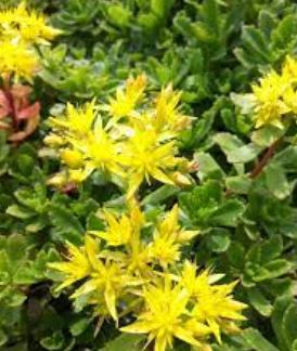Phedimus, Stonecrop Immergrunchen