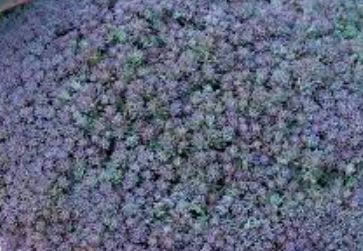 Sedum Species, Blue Carpet, Spanish Stonecrop