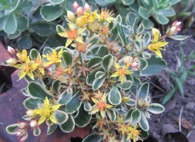 Phedimus Species, Sedum