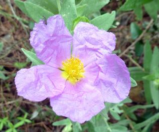Halimium Species, Jara Blanca, Rock Rose