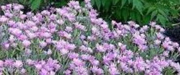 Oscularia Species, Shrub Ice Plant