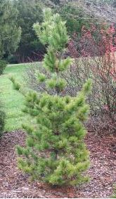 Japanese White Pine Peterson