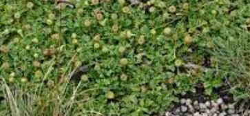 Leptinella Species
