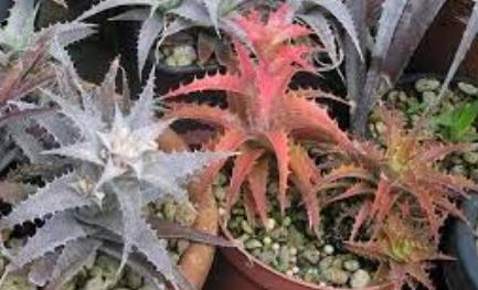 Orthophytum Bromeliad Species