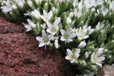 Eremogone Species, Hookers Desert Sandwort
