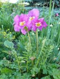 Incarvillea Species