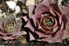 Houseleek, Hen-and-Chickens, Old Man and Woman, Roof House Leek 'Magnificum'