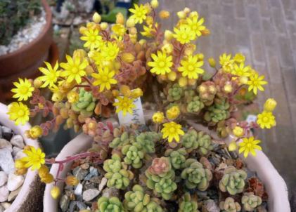 Aichryson Species, Yellow Houseleek