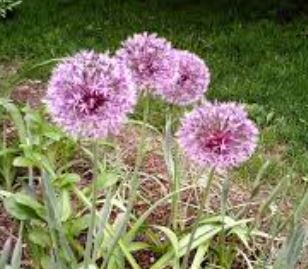 Allium Species, Rosenbach Allium, Showy Onion