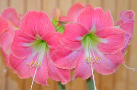 Amaryllis Amalfi