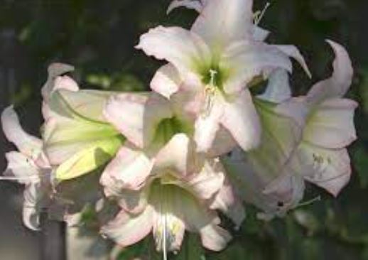 Amaryllis Trentino