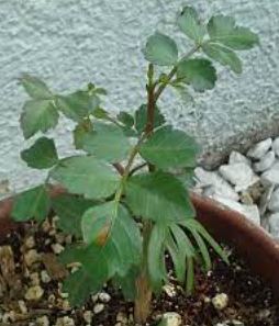 Commiphora Species, Myrrh Gum, Somali-Myrrhe