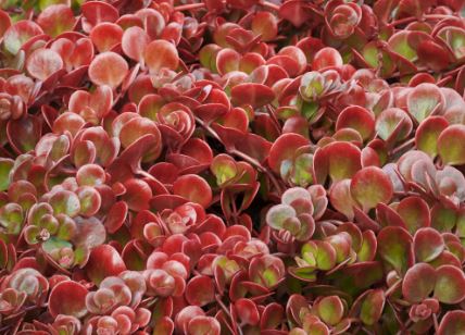 Sedum, Stonecrop, Chinese Sedum Coral Reef