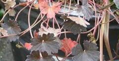 Geranium, Cranesbill, Hardy Geranium 'Cheryl's Shadow'