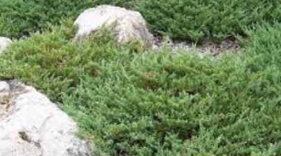 Creeping Juniper, Trailing Juniper, Creeping Cedar Monber