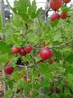 Gooseberry Hinnonmaki Red