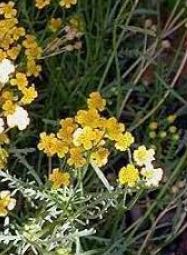 Achillea, Yarrow Gold Spray