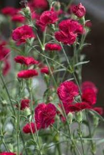 Dianthus, Carnation Pinks, Garden Pinks Cinnamon Red Hots