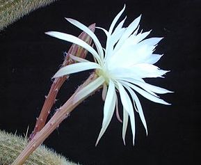 Arthrocereus
