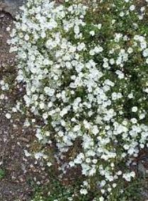Veronica Species, Parahebe