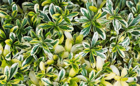 Arabis, Rock Cress, Rockcress Old Gold