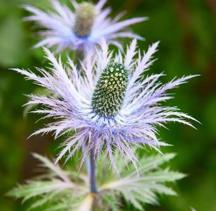 Eryngium, Alpine Eryngo, Alpine Sea Holly Blue Star