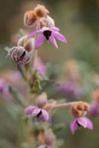Thomasia Species, Paper Flower