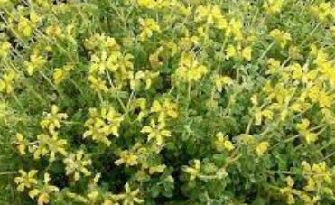 Phlomis, Dwarf Jerusalem Sage Pygmy