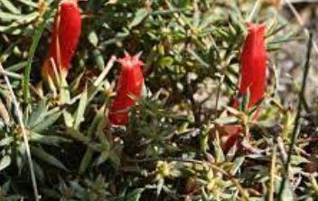 Astroloma Species, Cranberry Heath, Native Cranberry
