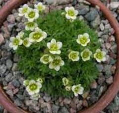 Saxifraga Species, Tufted Alpine Saxifrage
