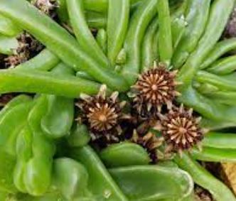 Tongue Leaf Plant