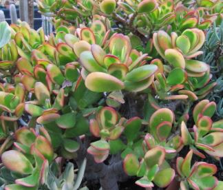 Crassula, Variegated Crassula Variegata