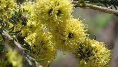 Kunzea Species, Yellow Kunzea