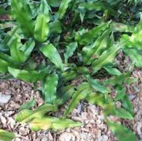 Pyrrosia Species, Felt Fern
