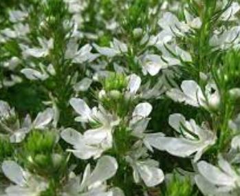 Teucrium Species, Cut-Leaf Germander, Dwarf Germander, Lacy Germander