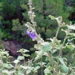 Salvia Species, Greaseleaf Salvia, Largeflower Sage, Rock Sage