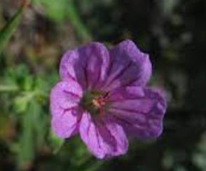 Geranium Species, Core-Core