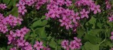 Oxalis Species, Pink Wood Sorrel, Strawberry Oxalis