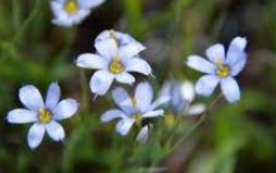 Blue-eyed Grass Suwannee