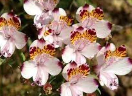 Alstroemeria Species, Countryside Butterfly, Mariposa del Campo