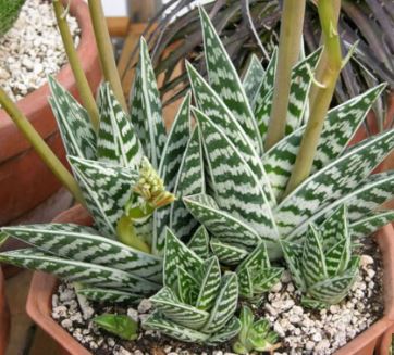 Aloe Variegata