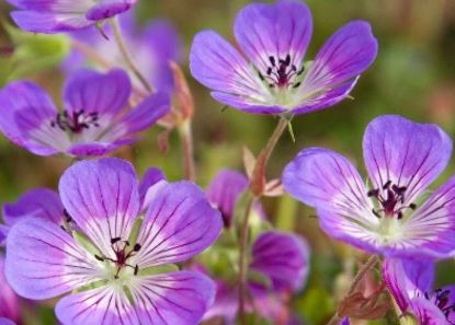 Geranium, Cranesbill, Hardy Geranium Sweet Heidy