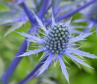 Eryngium Hybrid, Sea Holly