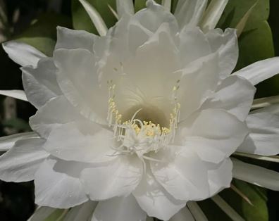 Brahma Kamal